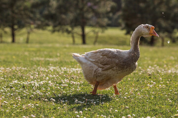 Naklejka na ściany i meble White domestic geese at the poultry farm stand on the green grass and nibble grass in nature on a hot sunny day. Breeding of birds. Household.