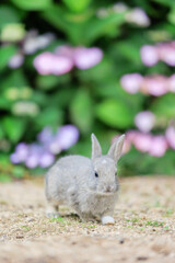 近づいてくる子ウサギと紫陽花