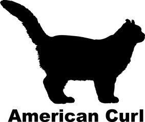 American Curl Cat. silhouette, cat breeds,