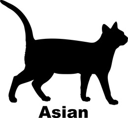 Asian Cat. silhouette, cat breeds,