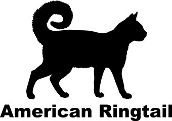  American Ringtail Cat. silhouette, cat breeds,