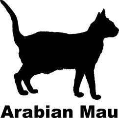 Arabian Mau Cat. silhouette, cat breeds,