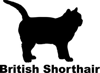 British Shorthair Cat. silhouette, cat breeds,