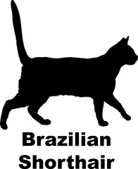  Brazilian Shorthair Cat. silhouette, cat breeds,