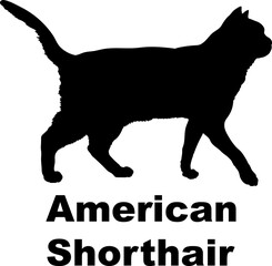 American Shorthair Cat. silhouette, cat breeds,