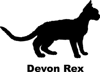 Devon Rex Cat. silhouette, cat breeds,