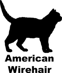 American Wirehair Cat. silhouette, cat breeds,