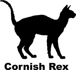 Cornish Rex Cat. silhouette, cat breeds,