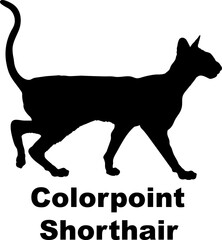 Colorpoint Shorthair Cat. silhouette, cat breeds,