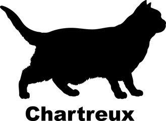 Chartreux Cat. silhouette, cat breeds,
