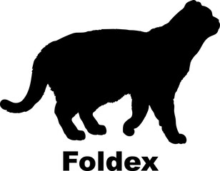 Fototapeta na wymiar Foldex Cat. silhouette, cat breeds,