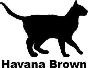 Havana Brown Cat silhouette cat breeds