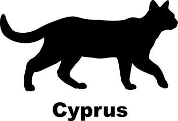 Cyprus Cat silhouette cat breeds