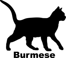  Burmese Cat silhouette cat breeds
