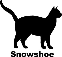 Snowshoe Cat silhouette cat breeds