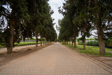 Lonely covered road with pine trees