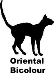 Oriental Bicolour Cat silhouette cat breeds