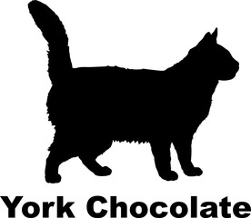 York Chocolate Cat silhouette cat breeds
