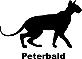 Peterbald Cat silhouette cat breeds