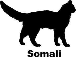 Somali Cat silhouette cat breeds