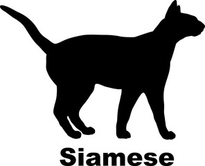 Siamese Cat silhouette cat breeds