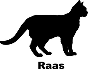 Raas Cat silhouette cat breeds