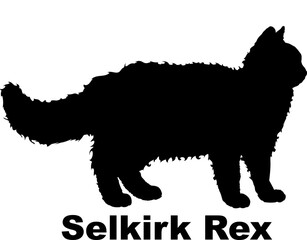 Selkirk Rex Cat silhouette cat breeds