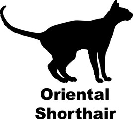 Oriental Shorthair Cat silhouette cat breeds