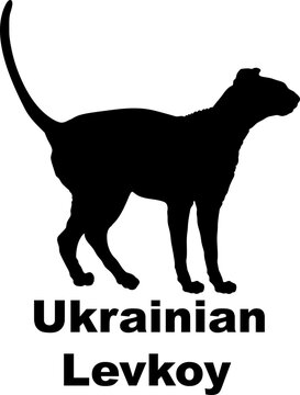 Ukrainian Levkoy Cat silhouette cat breeds