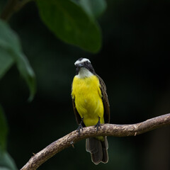 Bentevizinho-de-asa-ferrugínea
Myiozetetes cayanensis
Rusty-margined Flycatcher