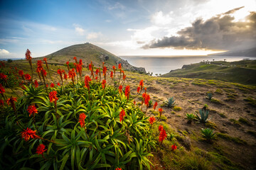 Madeira - Ponto do Rosto