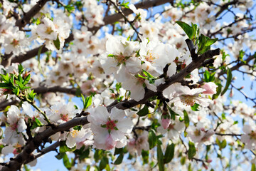 White - pink flowering almond trees
