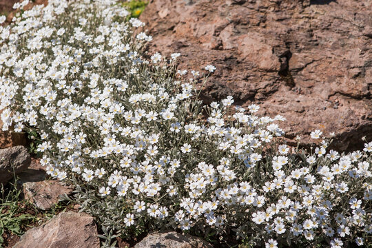Plants and flowers. The Biberstein cup (Latin Cerastium bieberstēinii).It is endemic to Crimea. The species is named after the German botanist Fedor Biberstein.