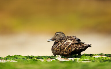 Common Eider on the coastal area in Noss, Shetland Islands