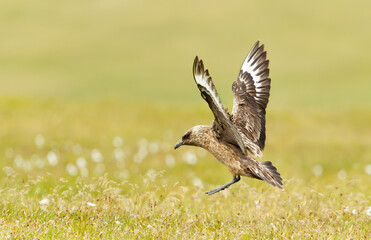 Close-up of a Great skua in flight