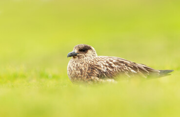 Close-up of a Great skua in green grass