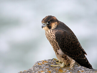 Peregrine falcon (Falco peregrinus)