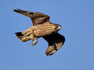 Peregrine falcon (Falco peregrinus)