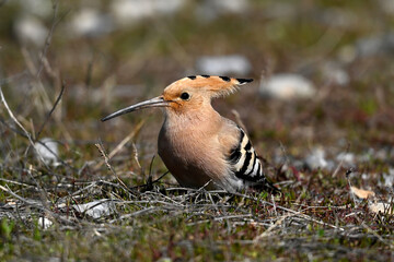 Wiedehopf // Eurasian hoopoe (Upupa epops) - Greece © bennytrapp