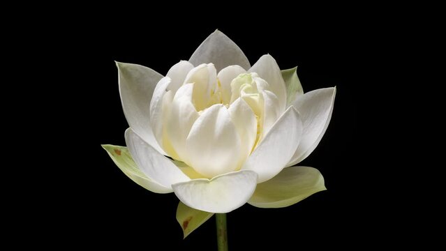 4K time Lapse footage of blooming white lotus flower from bud to full blossom then back to bud isolated on black background, close up backlit shot side view.