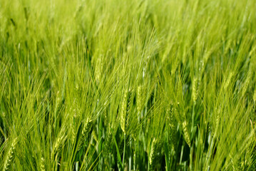 green wheat field
