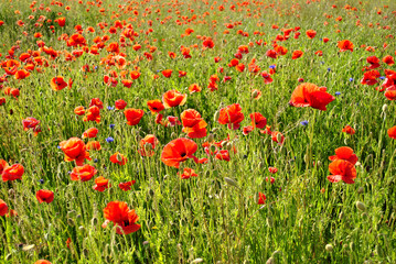 field of poppies