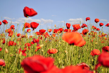 red poppy field