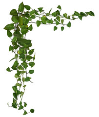 Plante retombante ou suspendue. Feuillage comme philodendron, potos ou lierre. Lianes formant un angle © Oli_of_the_valley