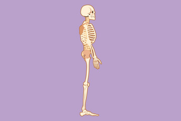 Graphic flat design drawing side view full anatomical skeleton of a person and individual bones icon. Performed as an art illustration in a scientific medical style. Cartoon style vector illustration