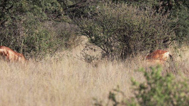 Red hartebeest bulls fighting early morning