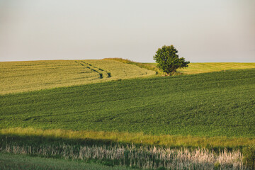 Pola uprawne na Mazurach. © Katarzyna
