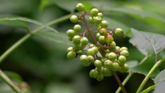 Red Elderberry fruit set, immature, poisoned (Sambucus racemosa) - (4K)