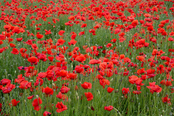 poppy field