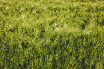 Pola uprawne na Mazurach. Zboże na polach.